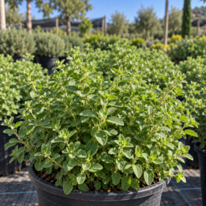 Mejorana (Origanum majorana)