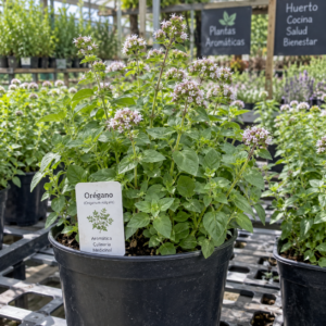 Orégano – Origanum vulgare