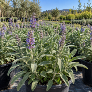 Salvia (Salvia officinalis)
