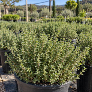 Tomillo (Thymus vulgaris)